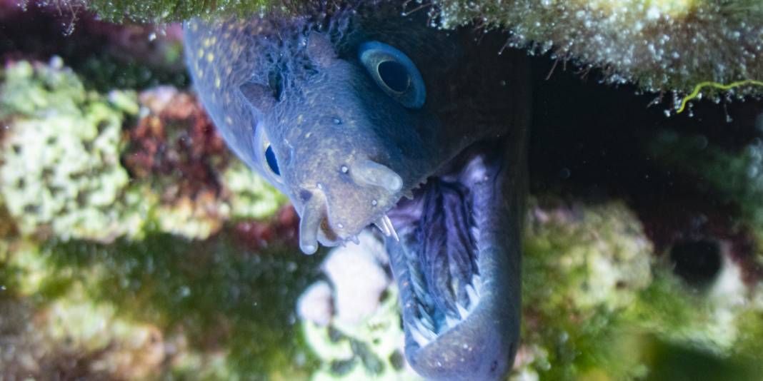 Ahtapot, iskorpit, deniz çıyanı! Bu fotoğrafları gören büyüleniyor 8